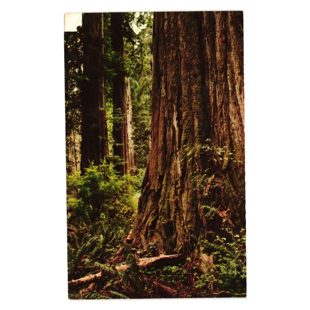 California Coast Redwoods Vintage Spectra Postcard Signed Mailed Historical